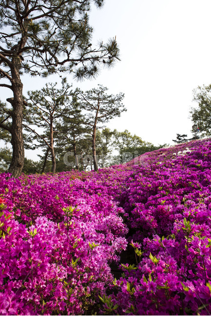 철쭉,동산,공원,감성,풍경,봄,계절,spring,season,식물,자연,plants,nature,꽃,flower,나무,trees,wood,geranium,제라늄,blossom,plant