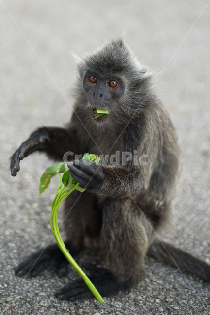 animal,동물,원숭이,mammal,야생생물,wildlife,동물,animal,포유류,mammal