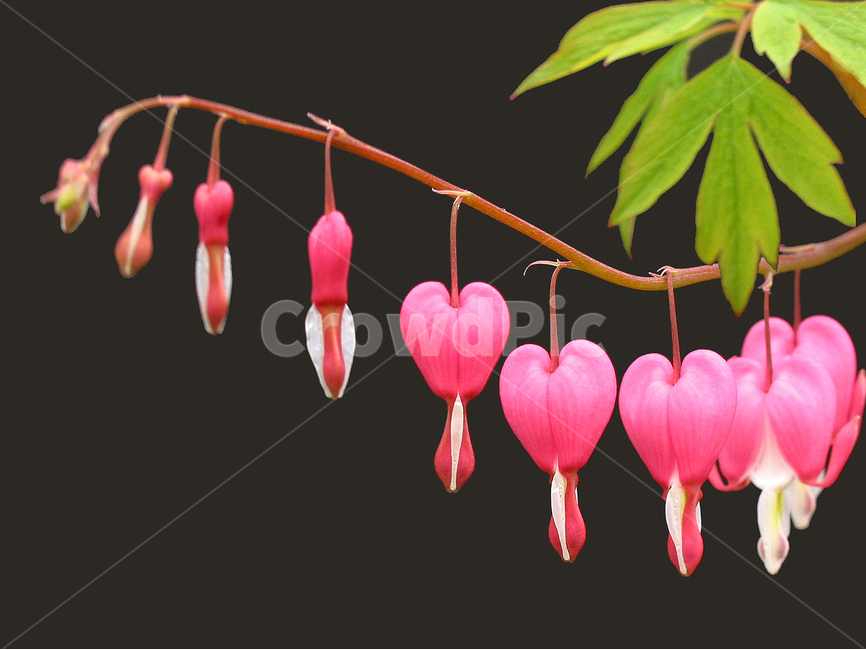 봄,봄꽃,계절,금낭화,붉은꽃,식물,자연,plants,nature,꽃,flower