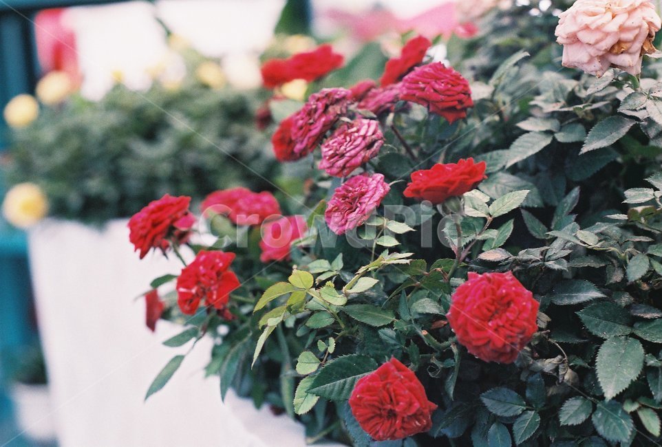 꽃,식물,조경,감성,풍경,식물,자연,plants,nature,꽃,flower