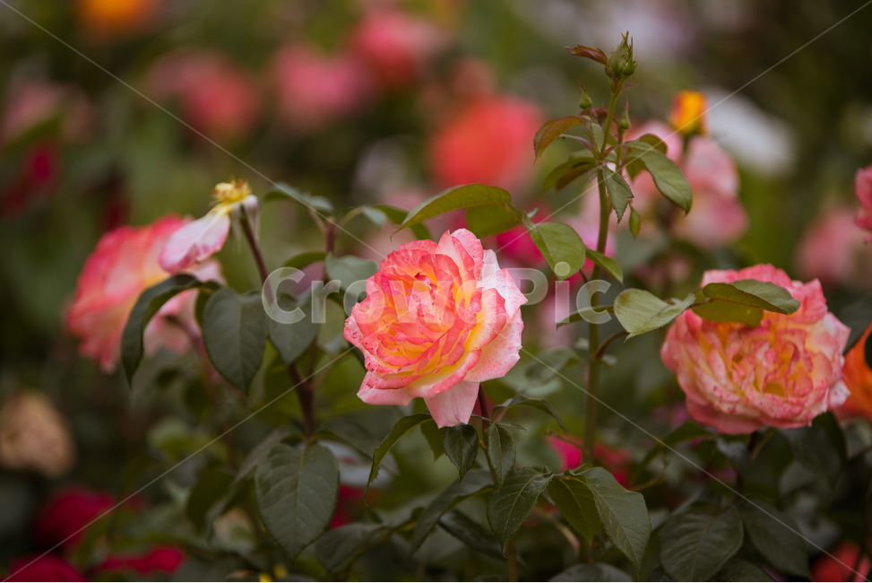 꽃,장미,flower,식물,장미꽃,식물,자연,plants,nature,꽃,flower
