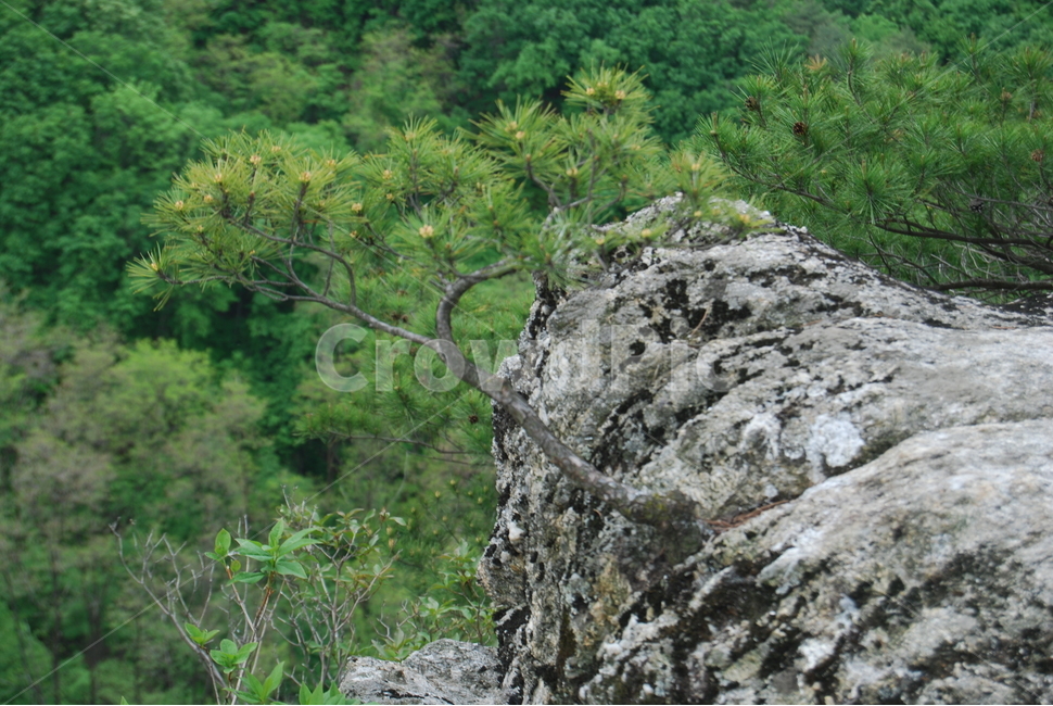 복계산,철원,봄,야생화,자연,자연,풍경,nature,landscape,한국자연풍경,한국자연경관,korea nature landscape,plant,식물,tree,나무,conifer,구과 식물