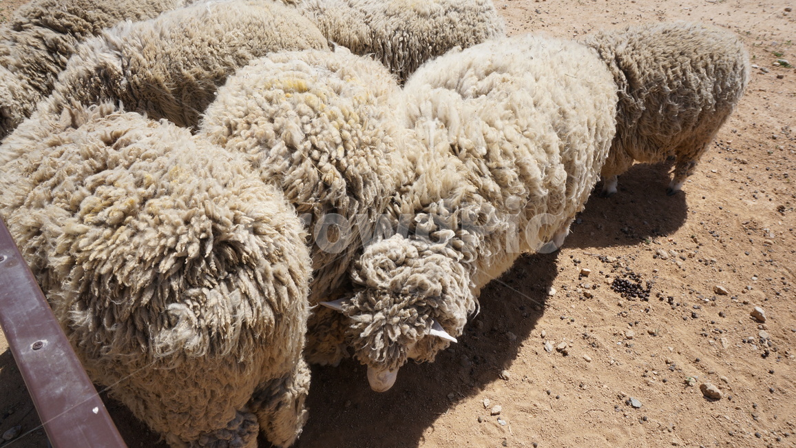 감성사진,귀여움,양떼,동물원,animal,동물,sheep,양,mammal,포유류,동물,animal,포유류,mammal