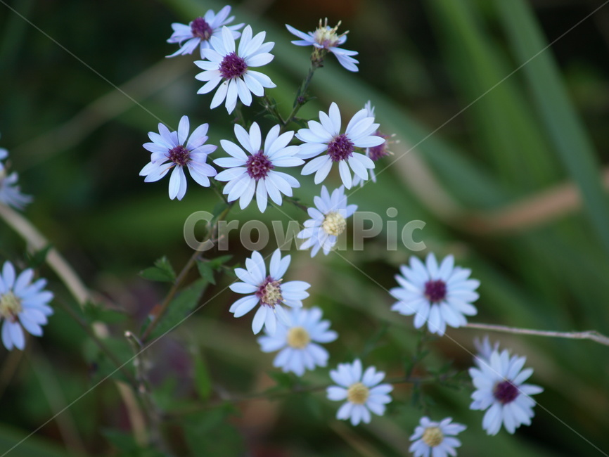 야생화,하얀색,wildflower,white,green,디자인,배경,ppt,공간,글,시,편집,background,식물,자연,plants,nature,꽃,flower