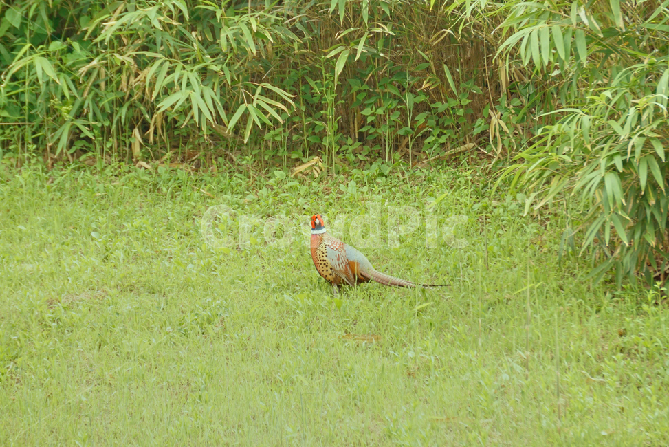꿩,장끼,조류,새,bird,animal,plant,식물,nature,동물,animal,조류,새,birds