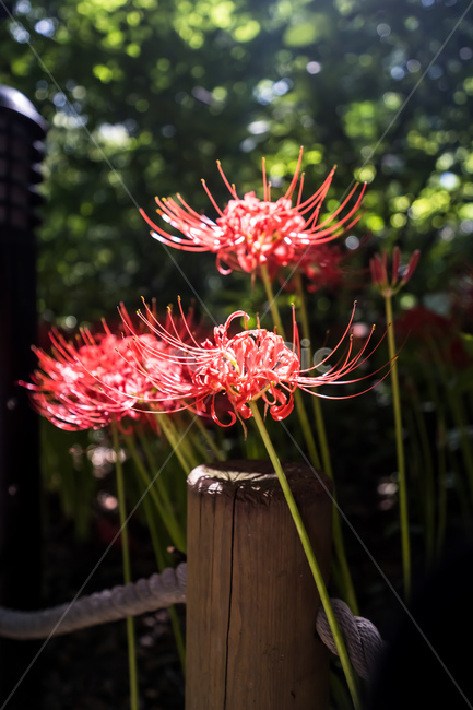 plant,식물,pollen,화분,꽃무릇,자연,nature,landscape,flower,식물,자연,plants,nature,꽃,flower