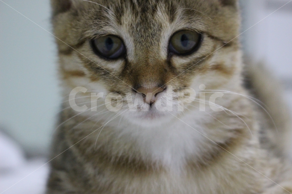 고양이,반려동물,유기묘,길냥이,애완동물,cat,pet,kitten,아기고양이,코숏,코리안숏헤어,동물,animal,고양이,cat,kitten,kitty,포유류,mammal