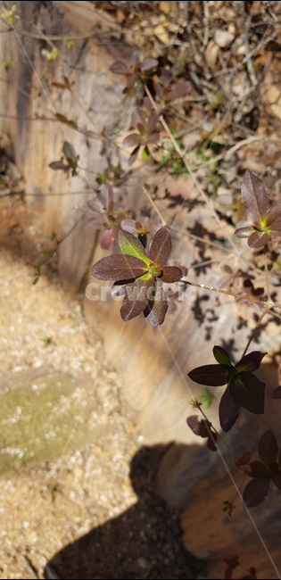 leaf,잎,plant,식물,산,나뭇잎,나무,가지,공원,야외,갈색,초록색