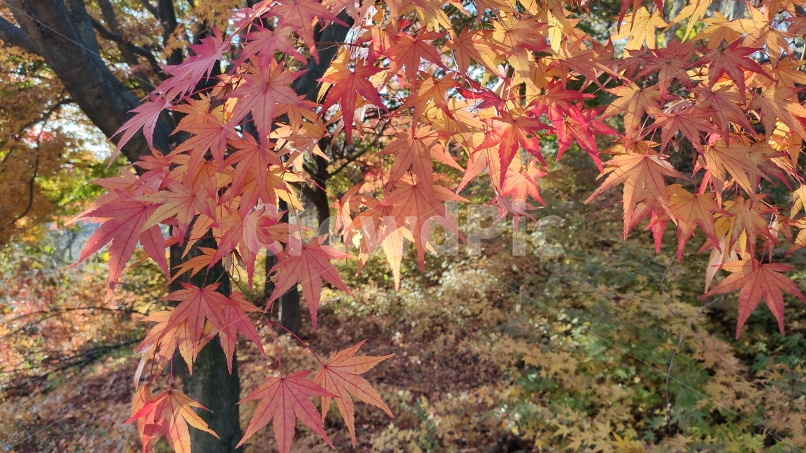 가을단풍,가을,엽록소,leaf,잎,plant,식물,tree,나무,maple,단풍,가을,계절,fall,autumn,season