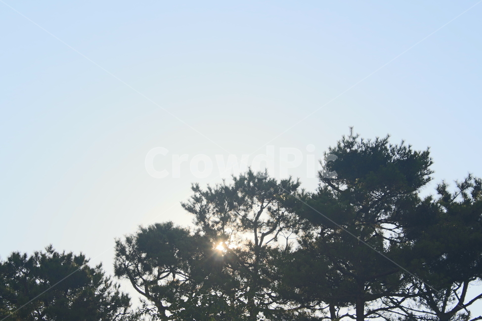 하늘,구름,나무,흰구름,소나무
