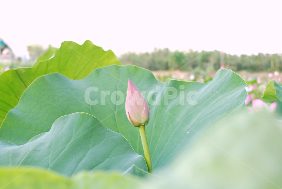 자연,식물,꽃,연꽃,분홍꽃,연잎,식물,자연,plants,nature,꽃,flower