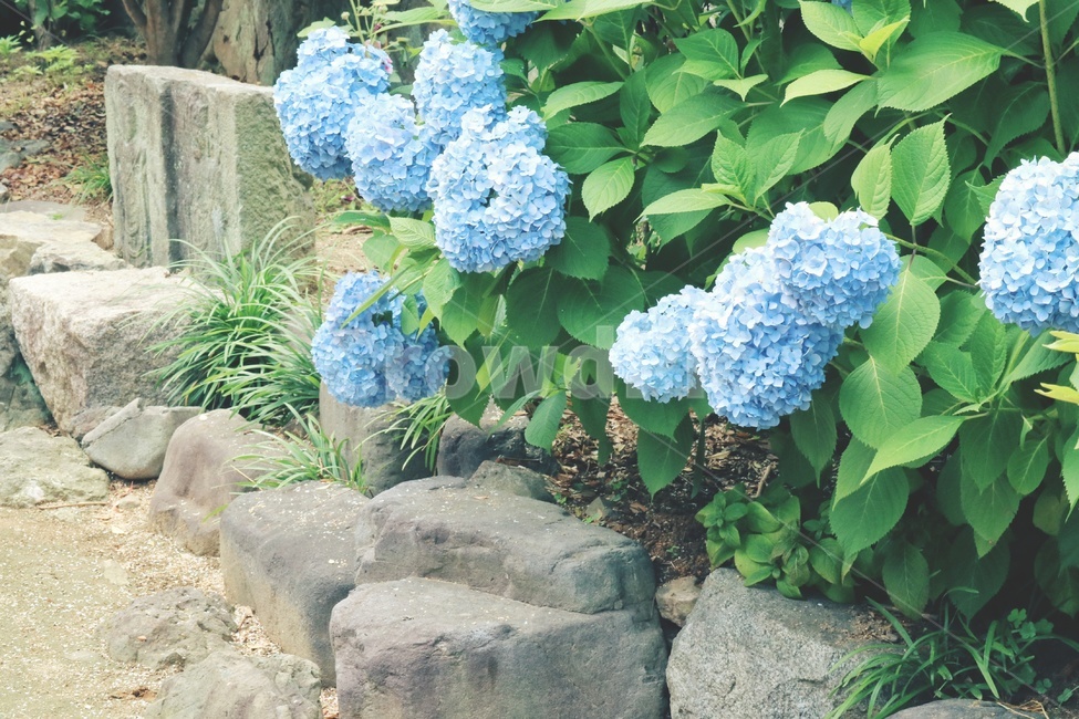 수국,꽃,flower,hydrangea,식물,plants,식물,자연,plants,nature,꽃,flower,감성,sensible,feeling,색깔,색상,색채,색감,color sense,color sensitivity,feeling of color