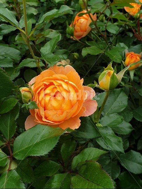 주황장미,꽃,자연,꽃봉오리,rose,flower