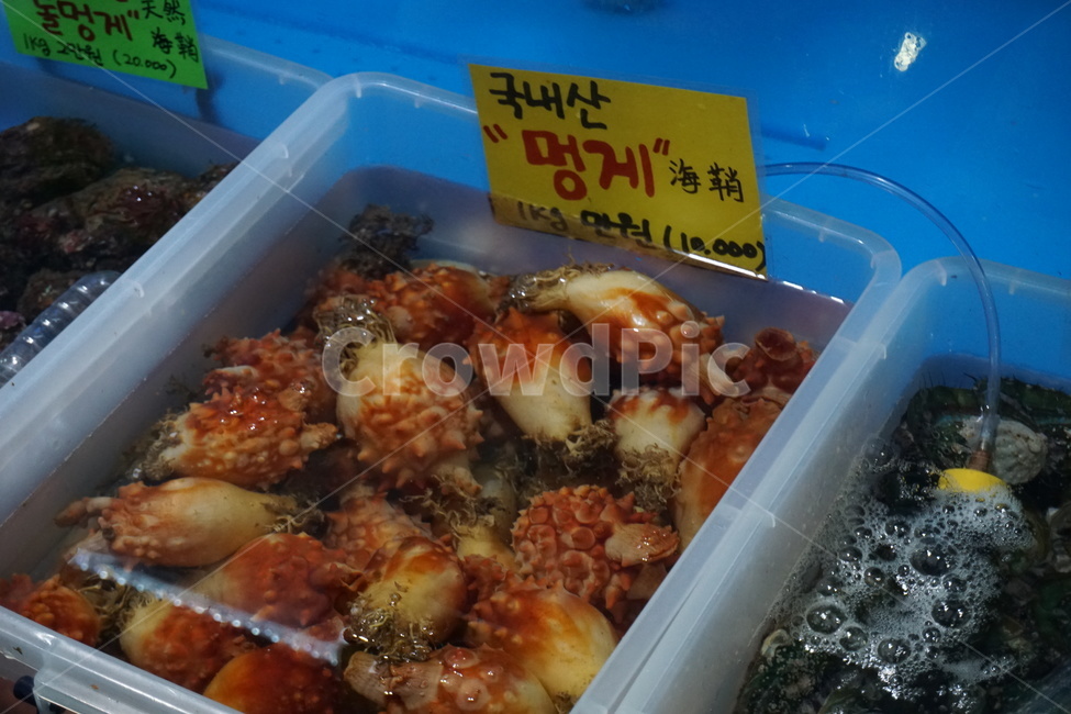 멍게,멍게횟집,해물요리,국내산멍게,국내산,맛집,해물재료,재료,해산물