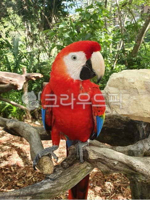 scarletmacaw,aramacao,새,앵무새,홍금강앵무,bird,parrots,동물,animal