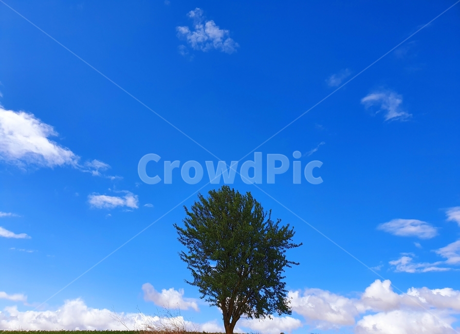 plant,식물,tree,나무,bluesky,파란하늘,spain,스페인,자연,풍경,nature,landscape,나무,trees,wood