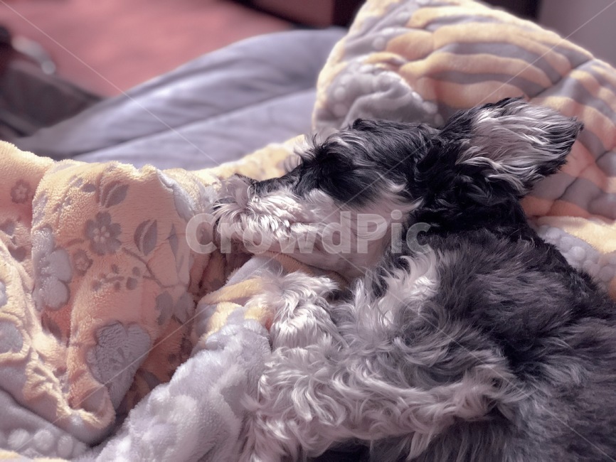 강아지,개,슈나우저,미니어처슈나우저,schnauzer,puppy,dog,miniatureschnauzer,동물,animal,포유류,mammal,개,강아지,dog,doggy