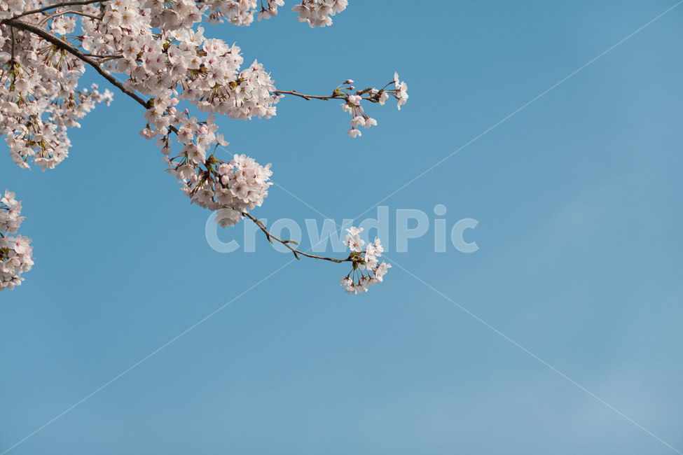 cherryblossom,봄,봄꽃,벚꽃,벚꽃나무,식물,plant,flowers,nature,season,spring