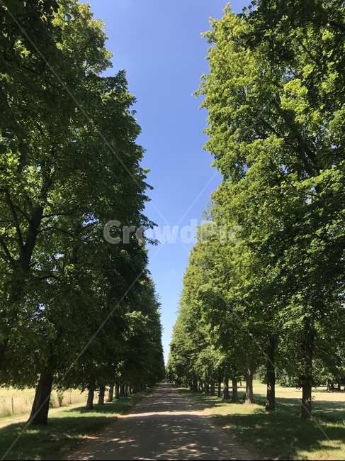 프랑스,france,베르사유,tree,나무,식물,산책,여유,여름,산책길,outdoors