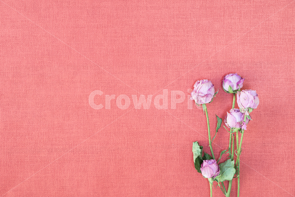 드라이플라워,말린꽃,꽃,식물,프레임,이벤트,건조,빈티지,꽃,flower