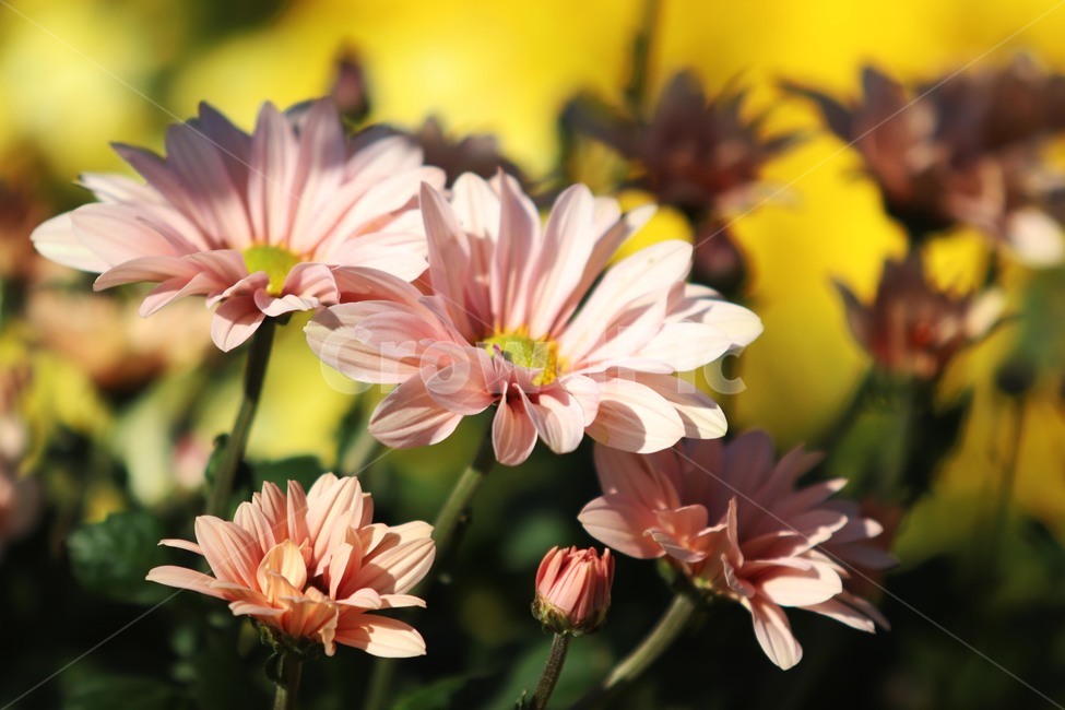plant,식물,꽃,flower,국화,식물,자연,plants,nature,꽃,flower