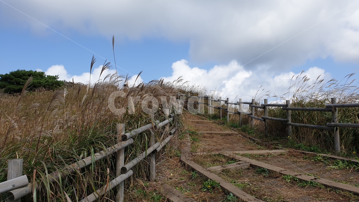 강원도,정선군,민둥산,등산,풍경,nature,자연,landscape,outdoors,억새,가을,자연,풍경,nature,landscape,grass,잔디,plant,식물