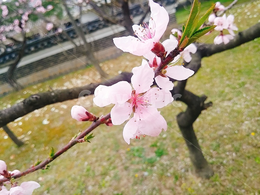 경주,분홍색,벚꽃,벚꽃나무,cherryblossom,flower,봄,계절,따뜻함,봄,계절,spring,season,식물,자연,plants,nature,꽃,flower,plant,blossom