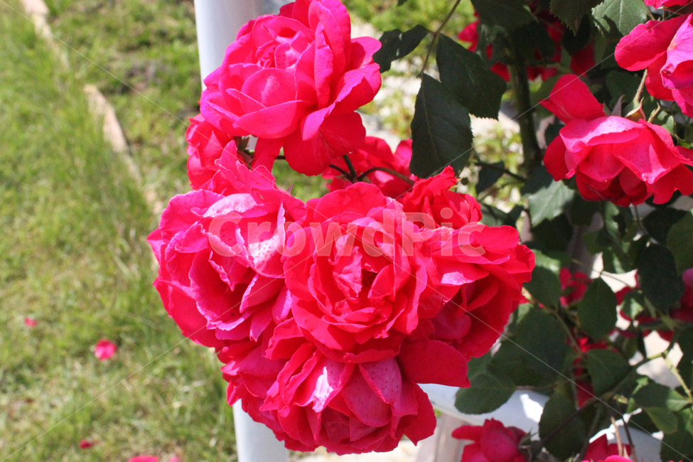 꽃,장미꽃,식물,자연,flower,rose,plant