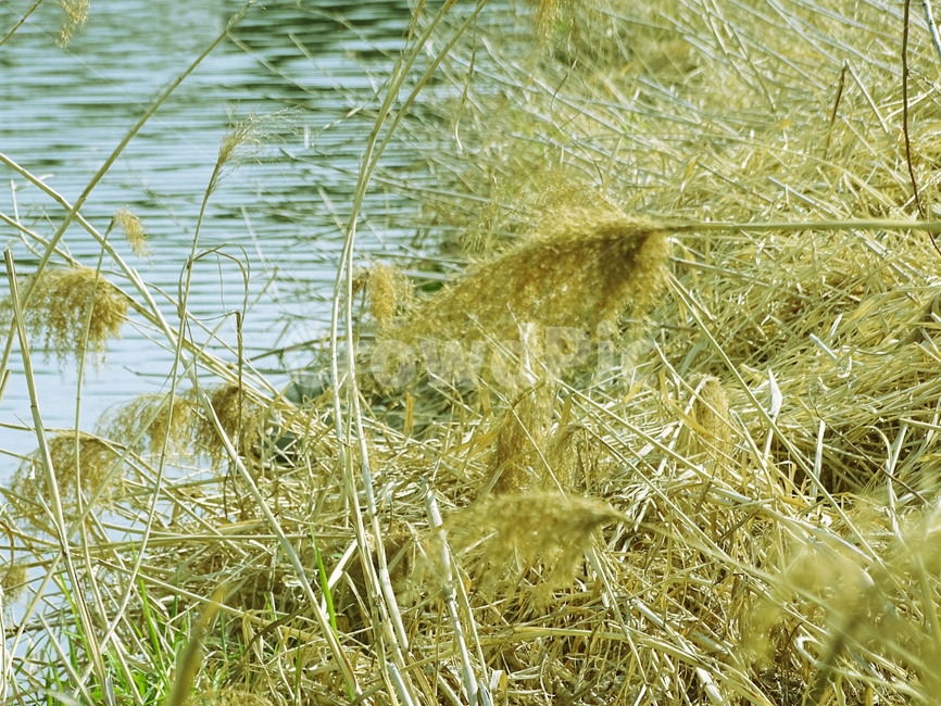 억새,갈대,벼,식물,가을,식물,자연,plants,nature