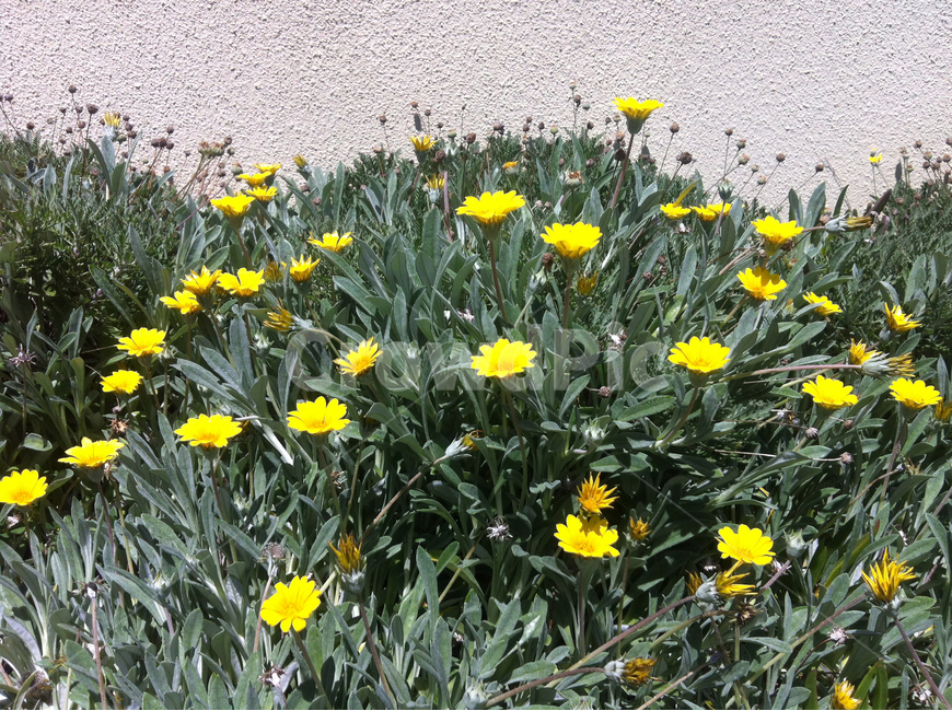꽃,들,국화,노란색,풀,flower,garden,식물,자연,plants,nature,꽃,flower