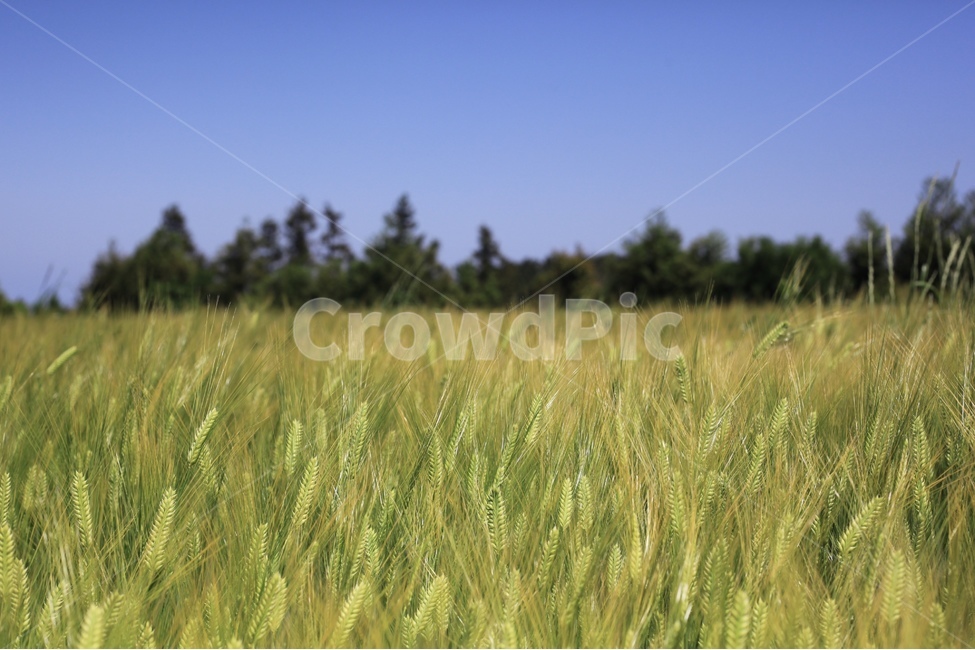 청보리밭,보리,벼,식물,나무,초록색,하늘,자연,풍경,nature,landscape,식물,plants,plant,food,음식,grain,곡물,vegetable,야채