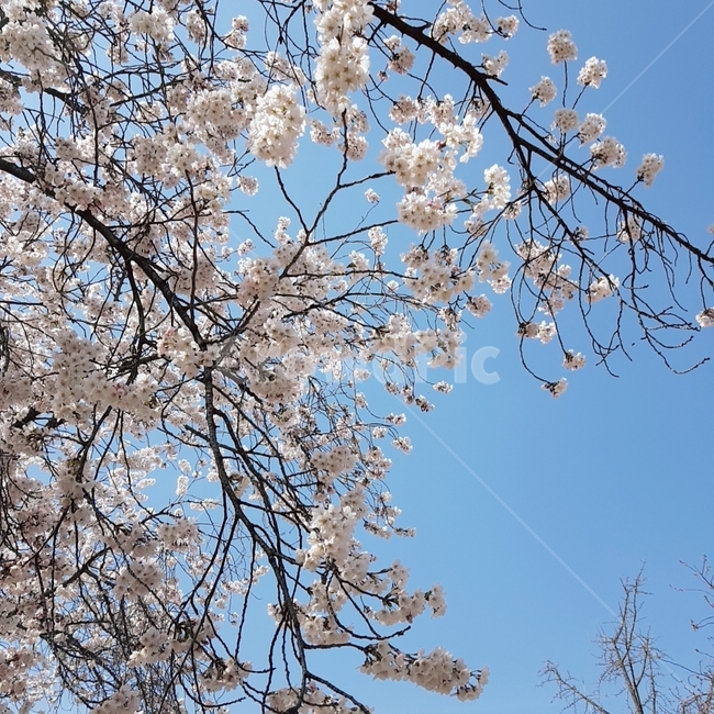 벚꽃,봄,계절,꽃,식물,하늘,맑은하늘,봄,계절,spring,season,plant,blossom,flower
