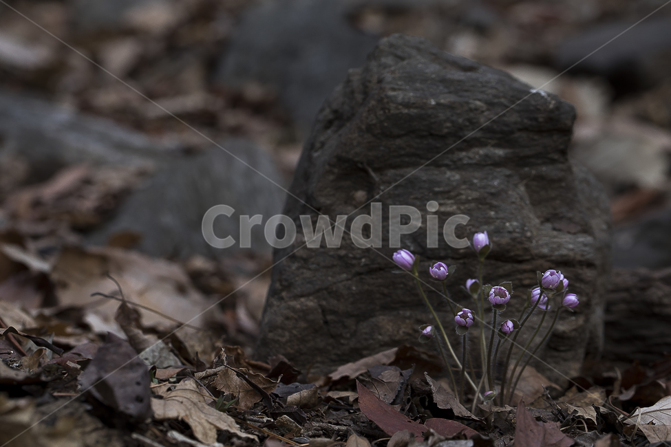 노루귀,Hepatica,신뢰,자신감,인내,confidence,수리산,구봉산,화야산,봄꽃,식물,자연,plants,nature,꽃,flower