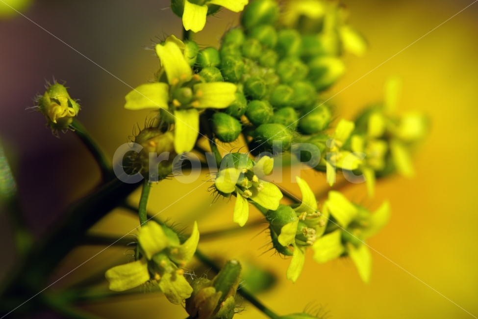 봄,꽃,꽃다지,플라워,꽃봉오리,자연,flower,spring,bud,nature,접사,macro,클로즈업,closeup,tree,숲,숲속,산림,삼림,조경,식물,plants,봄꽃,감성,힐링,풍경,landscape,식물,자연,plants,nature,꽃,flower