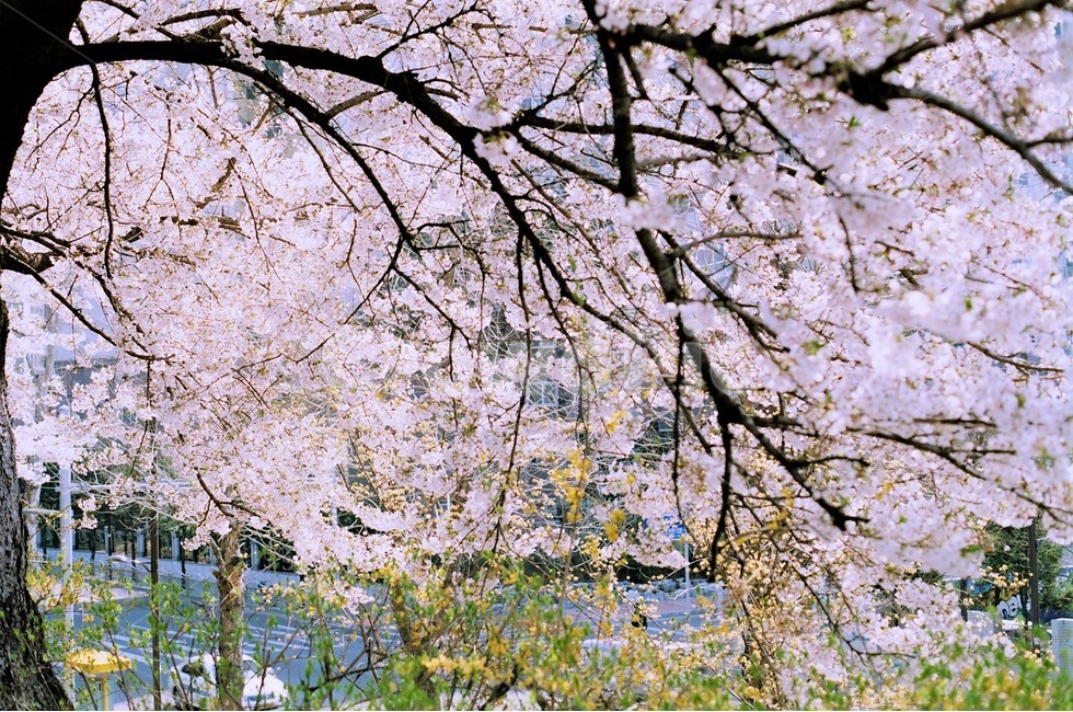 봄날,봄,벚꽃,봄풍경,4월,벚꽃나무,분홍색,풍경,자연,아름다운,벚꽃엔딩,꽃잎,필름,감성,봄소풍,pink,spring,몽환적,식물,나무,cherryblossom,꽃길,봄,계절,spring,season,식물,자연,plants,nature,꽃,flower,감성,sensible,feeling,plant,blossom,cherry blossom