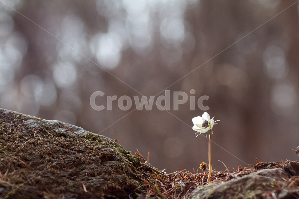 생태사진,야생화,봄,봄꽃,변산바람꽃,봄,계절,spring,season,식물,자연,plants,nature,꽃,flower,plant