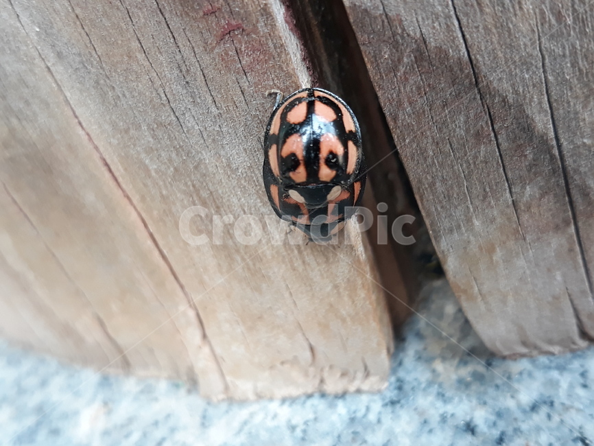 무당벌레,곤충,자연곤충,남생이무당벌레,벌레,동물,animal,곤충,벌레,insect,bug