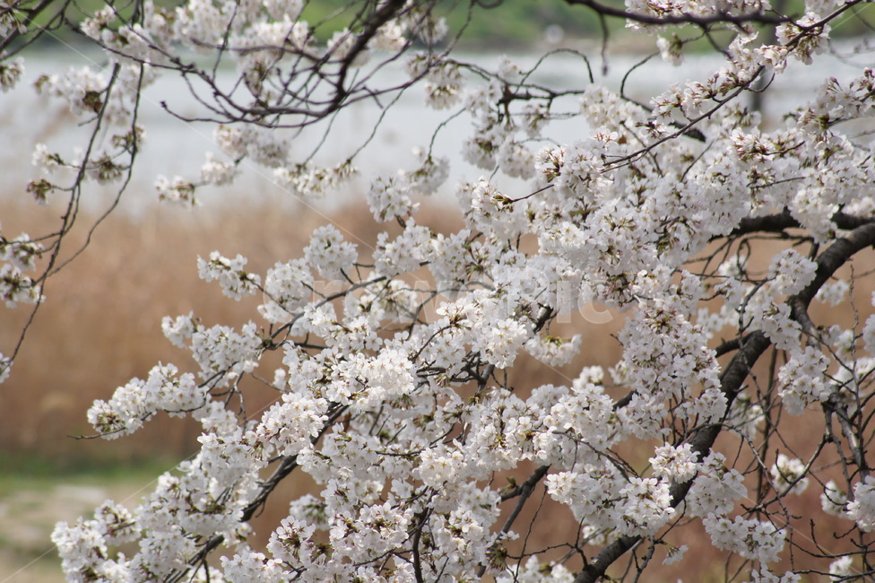 4월,벗꽃,향기,꽃내음,나무,꽃,봄,계절,spring,season,식물,자연,plants,nature,꽃,flower,plant,blossom,cherry blossom,벚꽃