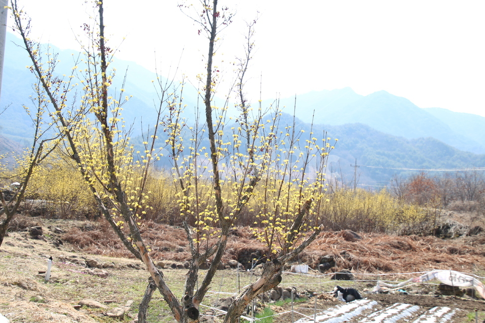 산수유,꽃,식물,층층나무,구례산수유,축제,노랑색,봄,계절,spring,season,자연,풍경,nature,landscape,한국자연풍경,한국자연경관,korea nature landscape,ground,바닥,plant