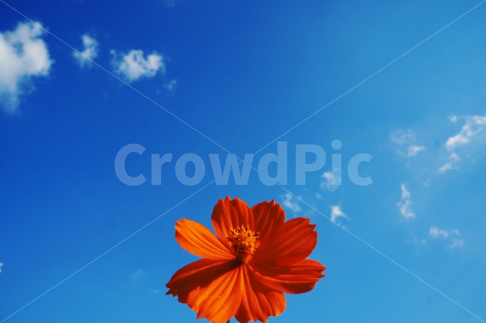 꽃,날씨,화창,꿈,행복,희망,미래,식물,자연,plants,nature,꽃,flower,색깔,색상,색채,색감,color sense,color sensitivity,feeling of color