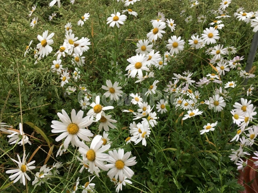 가을,국화,꽃,자연,야생화,식물,자연,plants,nature,꽃,flower