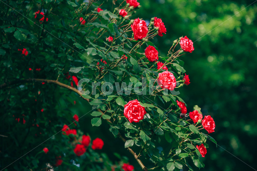꽃,장미,붉은,빨간,아름다운,5월,자연,식물,꽃잎,잎파리,flower,rose,햇살,햇빛,햇볕,식물,자연,plants,nature,꽃,flower