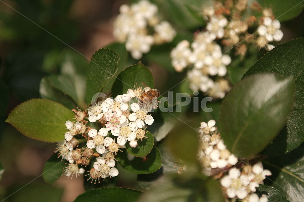 꽃,식물자연,plants,색깔,색상,색채,color,sense,flower,식물,꽃밭,가든,감성,꿀벌,곤충,벌,접사
