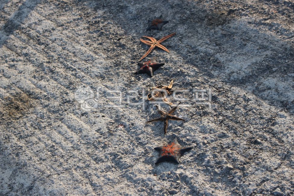 roadside,ocean,echinoderm,road name,animal,starfish,sea