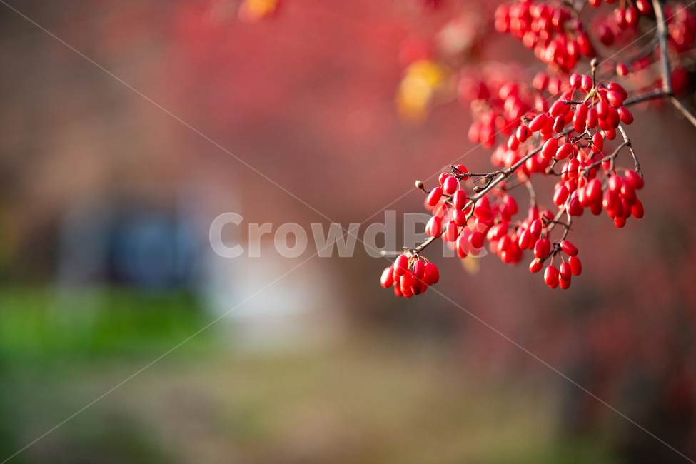 열매,빨강,늦가을,수확의계절,풍성한,식물,자연,plants,nature,과일,열매,fruit