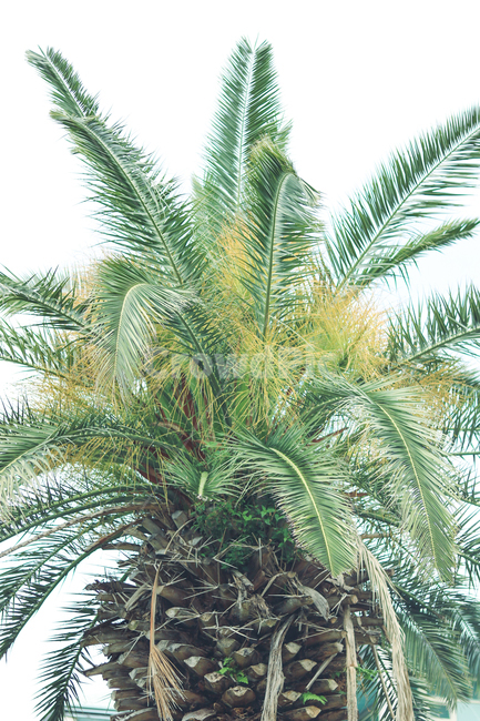 제주도,야자수,제주,palmtree,나무,초록색,동남아,휴양지,식물,자연,plants,nature,나무,trees,wood