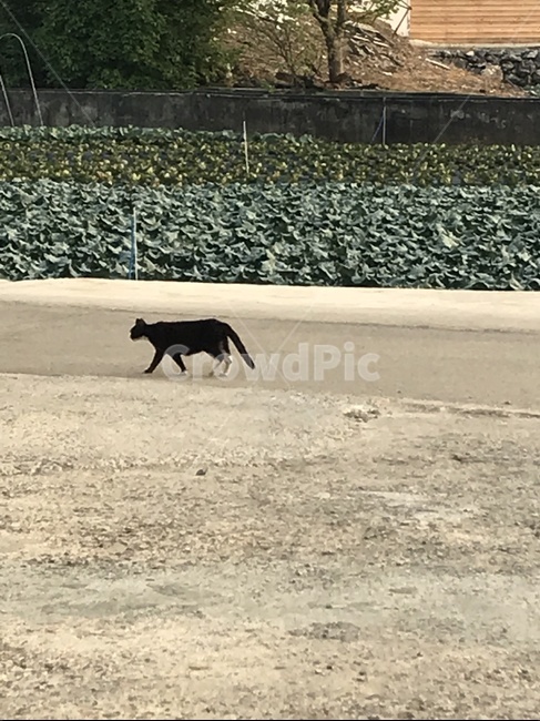 고양이,시골고양이,떠돌이고양이,검은고양이,걸어가는고양이