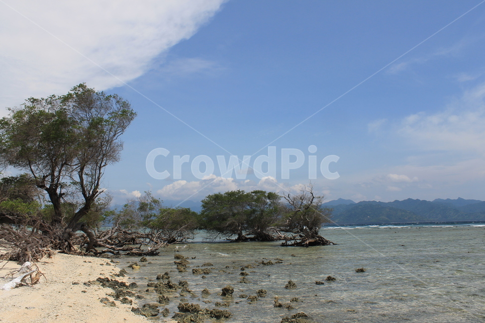 인도네시아,길리,해변,나무해변,나무,indonesia,gili,beach,treeandbeach,treeonthebeach,vacation,고즈넉