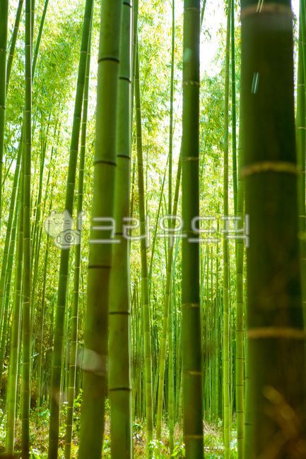 kyoto,bamboo,forest,japan,Kyoto,Arashiyama,plant