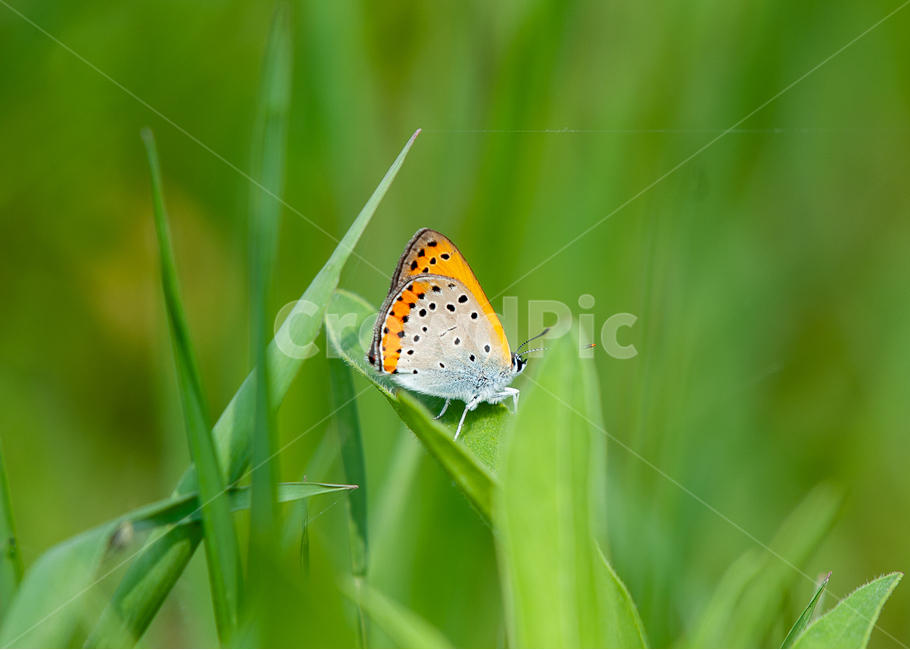 나비,곤충,생태,자연,생태체험,자연체험,배추흰나비,벌레,butterfly,식물,동물,곤충사진,동물사진,동물,animal,곤충,벌레,insect,bug